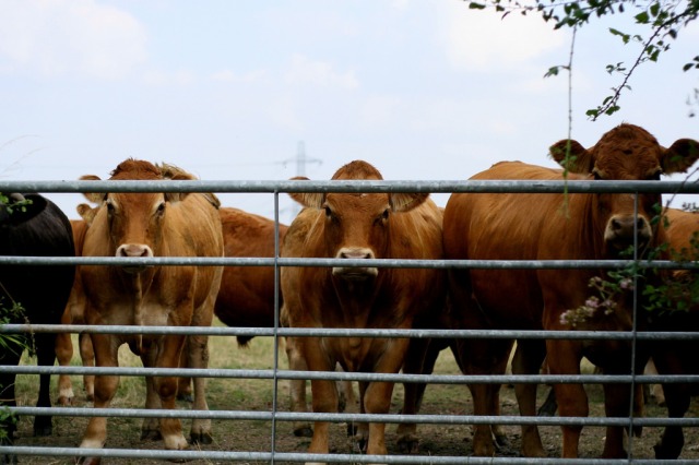 Cattle staring into your soul